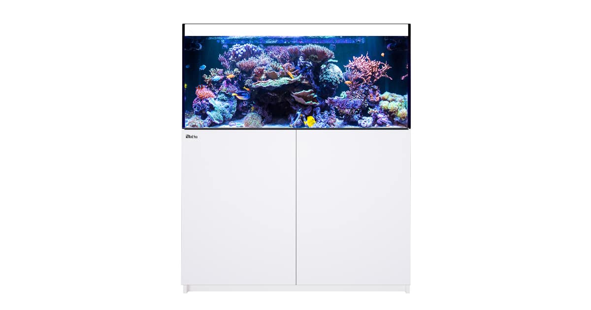 g1.redseafish.com