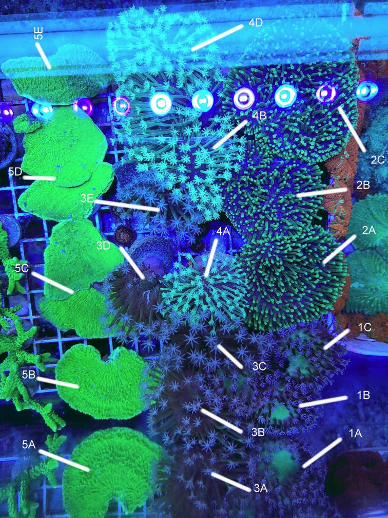 Coral26.jpg