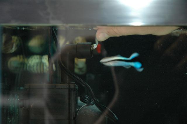 tiny_eel2.jpg