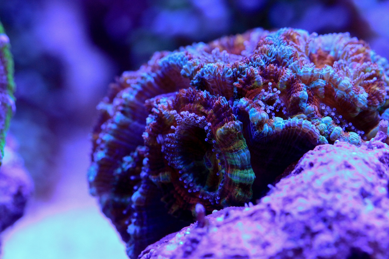 acan_rainbow.jpg