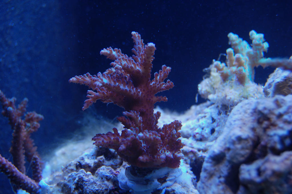 Curly_Acro_by_Logzor.jpg