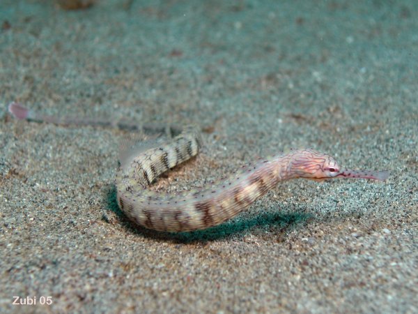 Corythoichthys-haematopterus1.jpg