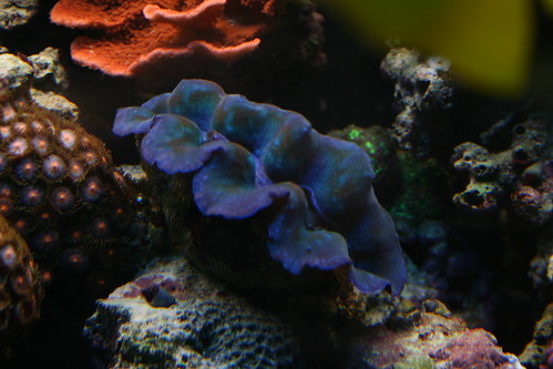 2410769929_20a37e46ef.jpg