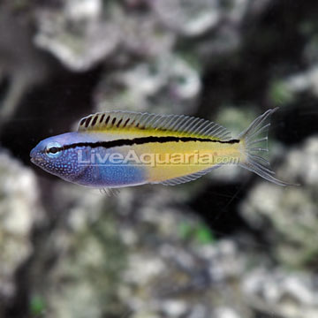 p-94481-blackline%20blenny.jpg
