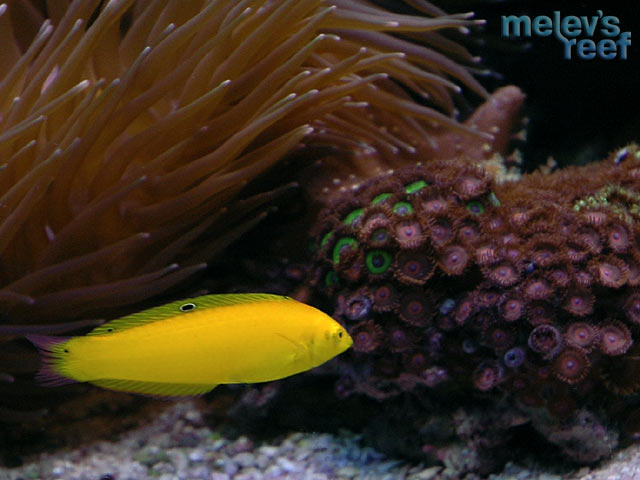 yellow_coris2.jpg