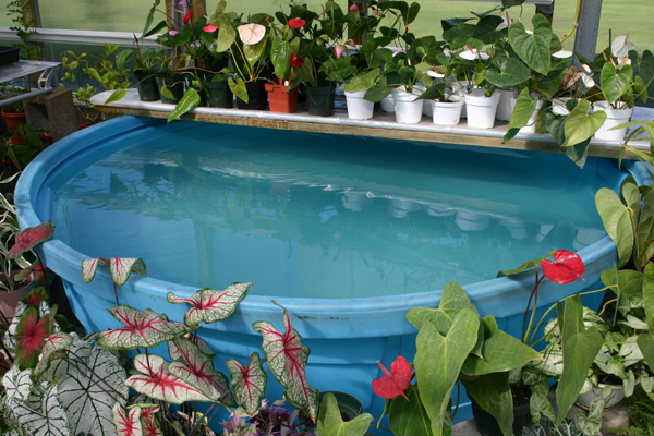 koi_pond.jpg