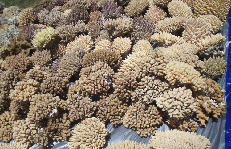 coral11.jpg