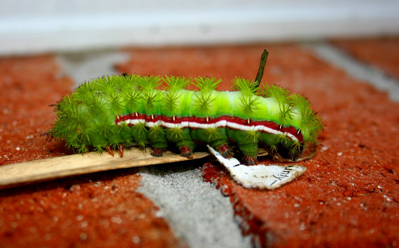 Caterpillar%202.jpg