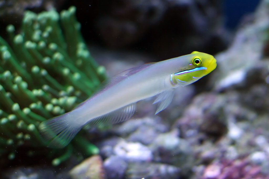 3-15-07-goldheadsleepergoby.jpg