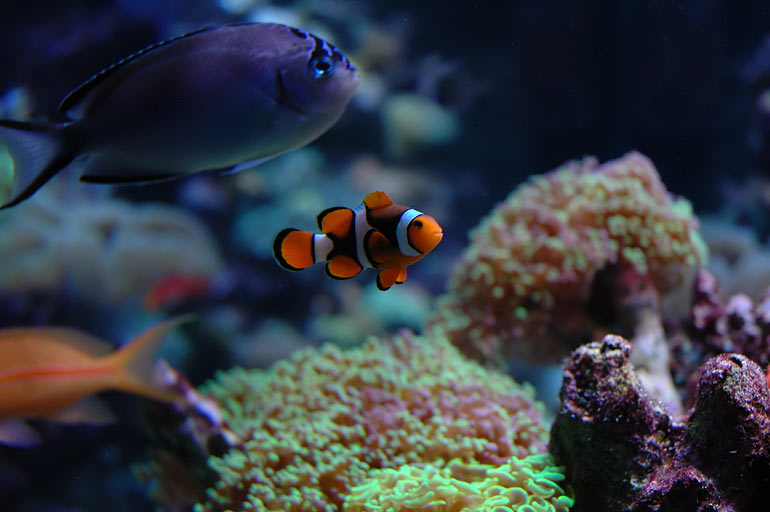 pb_reef_clown.jpg