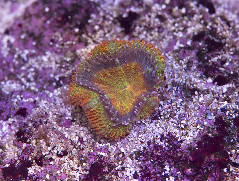 2018_10_31_neptune_rainbowacan02.jpg
