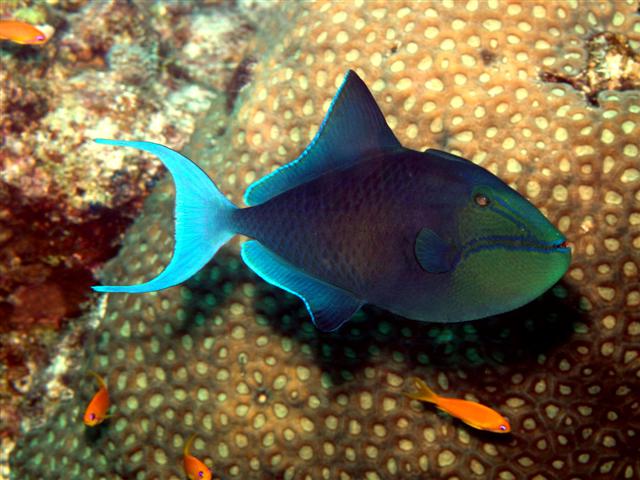 pa024246_odonus_niger.jpg