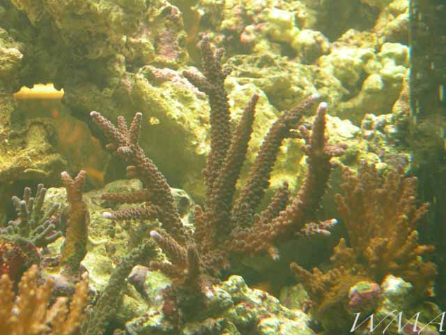 220coral10.jpg