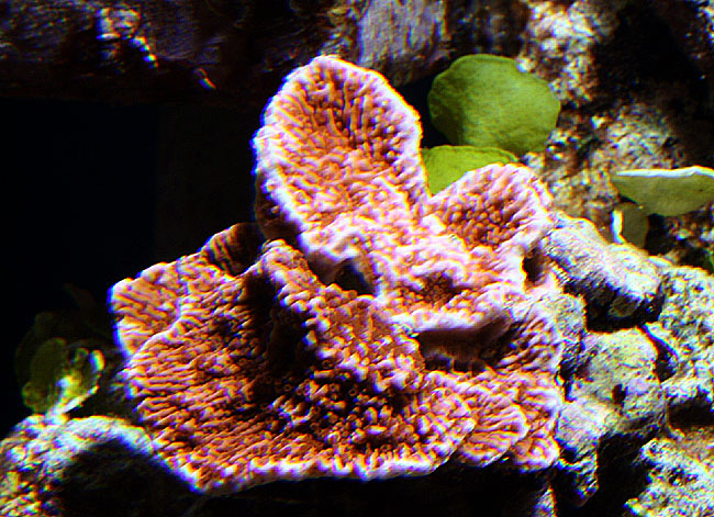 Montipora-sp-060312.jpg