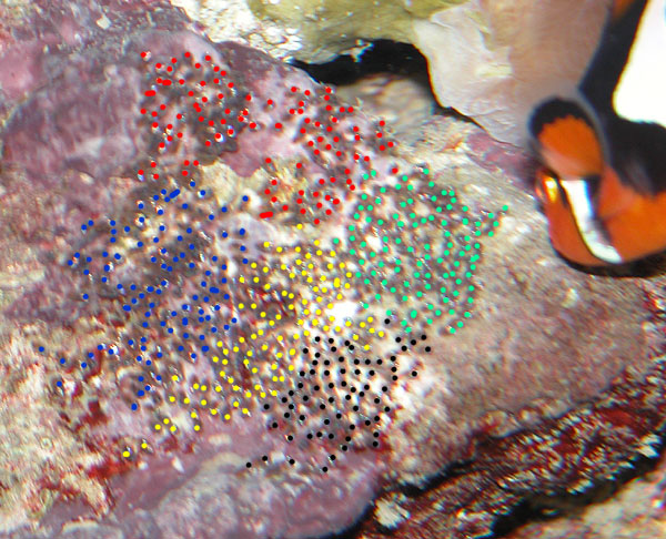 DSCN7548_eggcount.jpg
