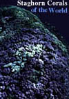 Corals.jpg