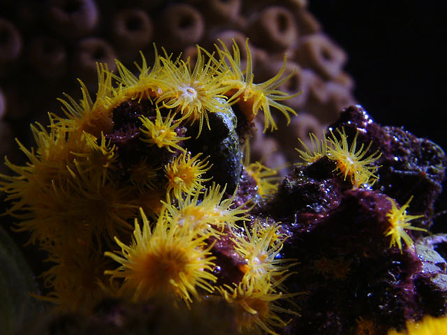 suncoral_polyps_0730.jpg
