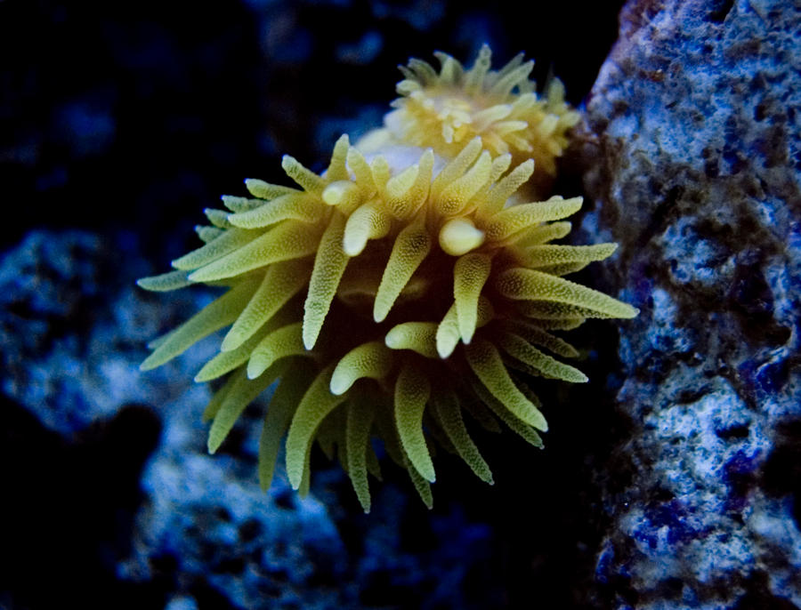 dendro01_by_Logzor.jpg