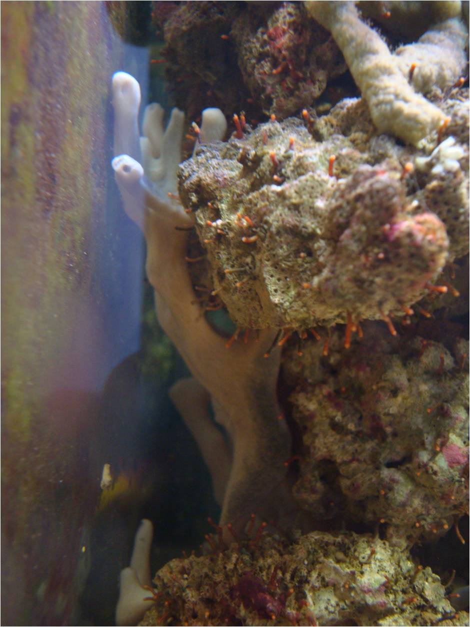 finger-sponge-small.jpg