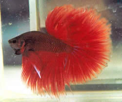 Betta%20splendens%20halfmoon.jpg