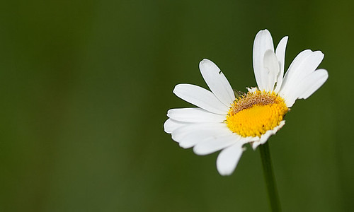 3608383872_c21c1cb706.jpg
