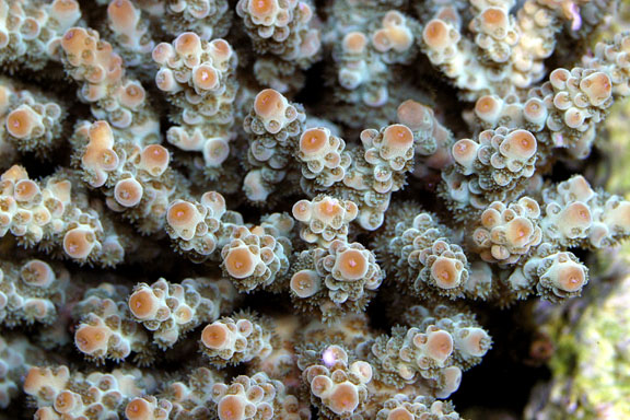 Orange-Tip Detail.jpg