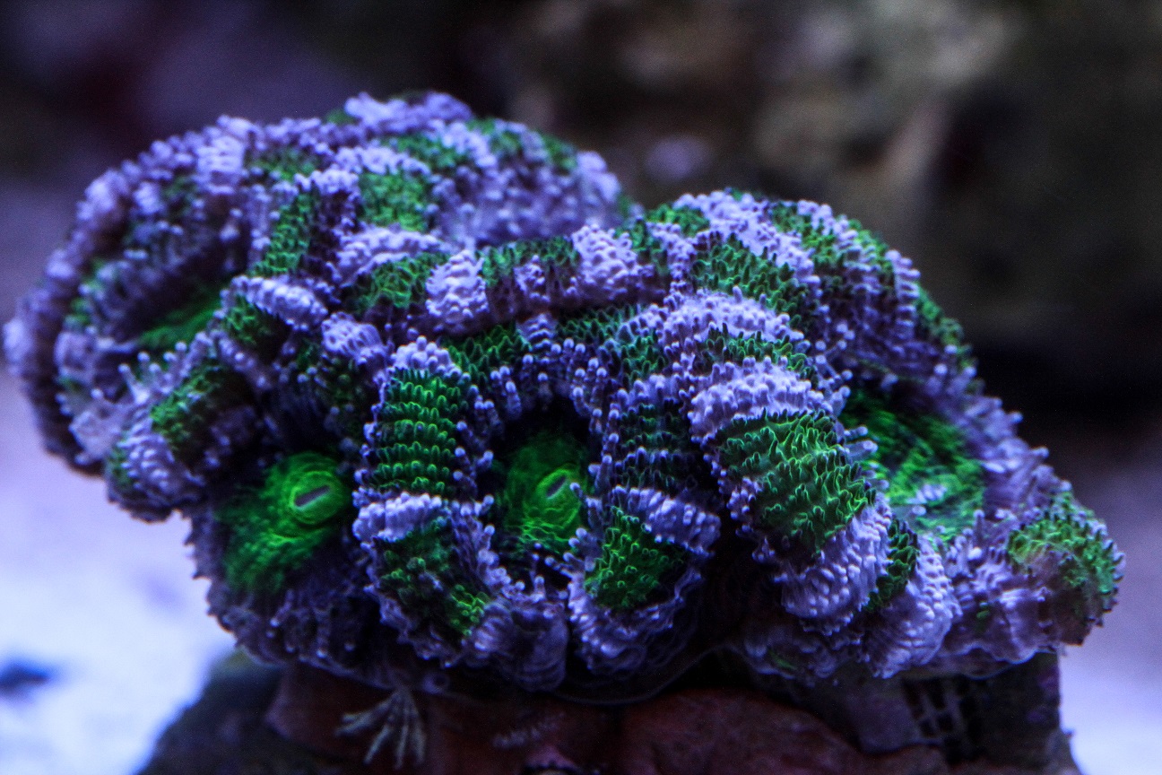 acan8.jpg