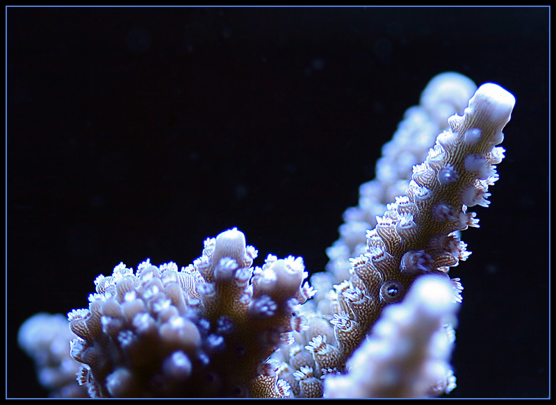 468_acro.jpg