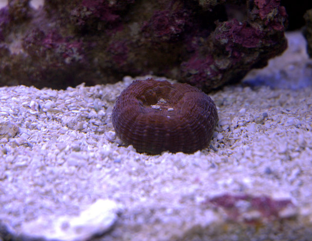 DSC_9252.jpg