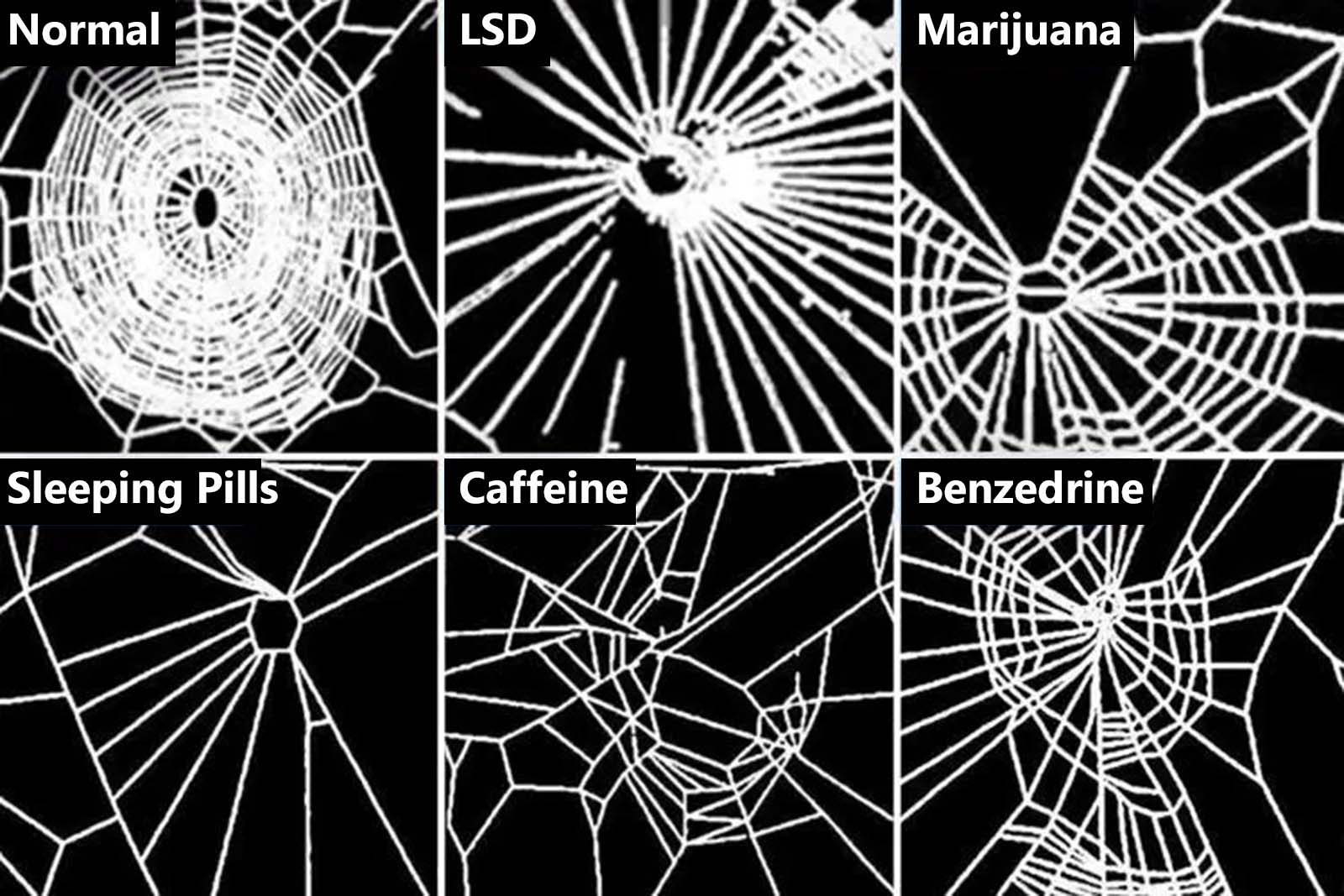 Nasa-spiders-drugs-experiment%2B%25281%2529.jpg