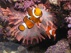 2_clownfish_with_Entacmaea_quadricolor.jpg