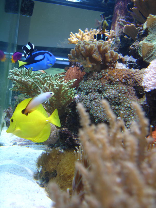 aquarium_2__may_2010.jpg