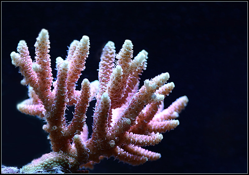 628_pink.jpg