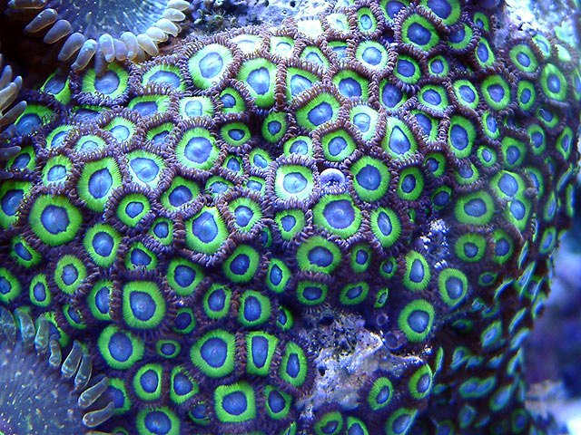 meangreens_0823.jpg