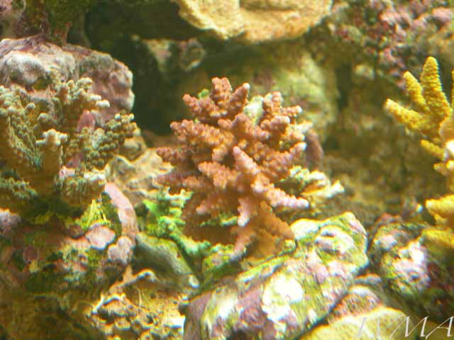 220coral12.jpg