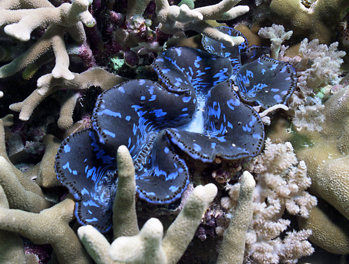 clam_Tridacna.jpg