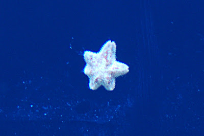 DSC_8131-pp.JPG