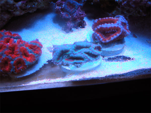 acan1.jpg