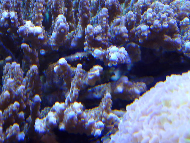 peekacrab2.jpg