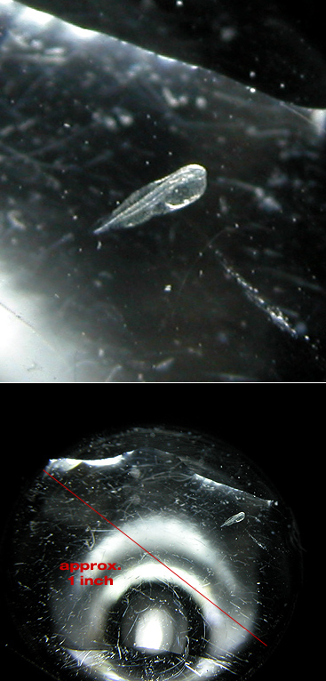 25_hour_mandarin_larvae.jpg