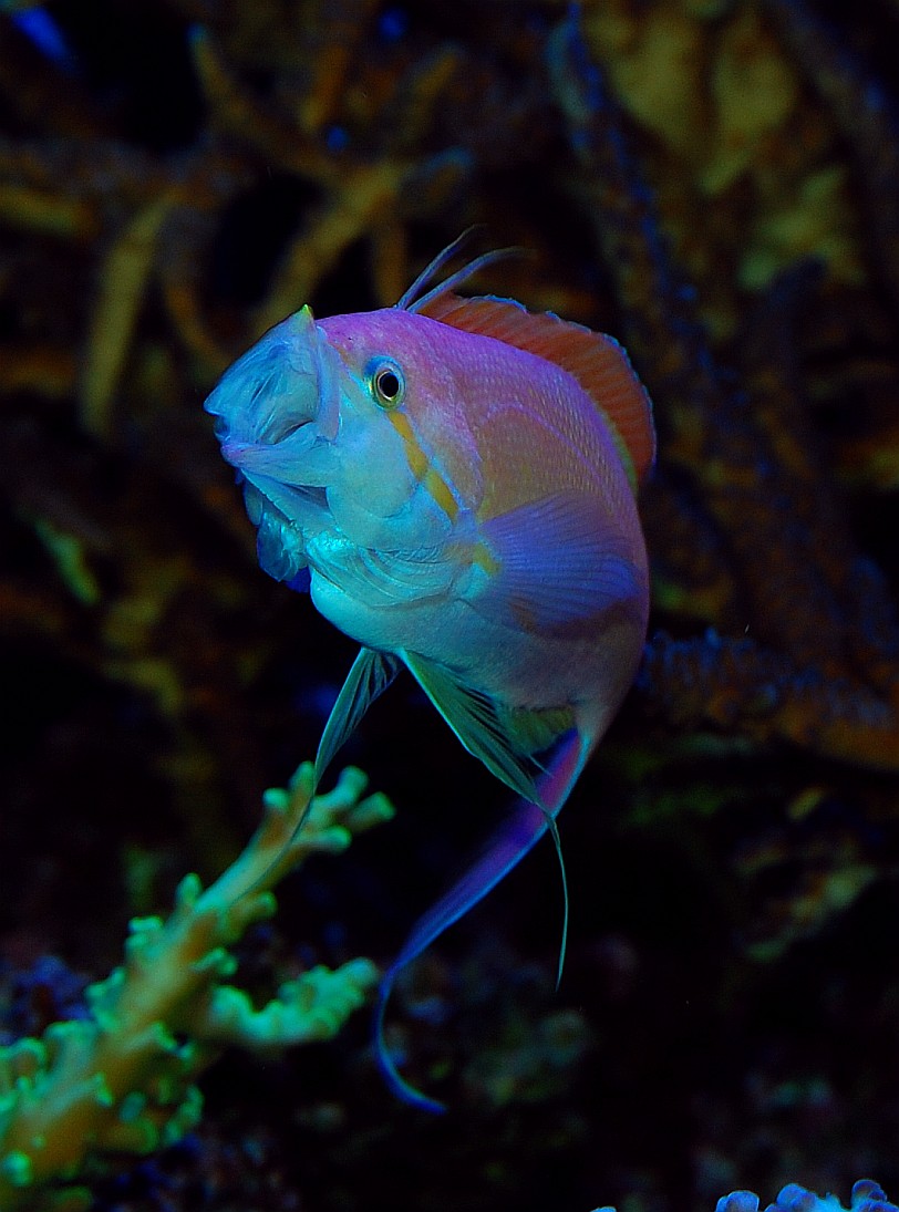 gallery_7670_4050_186652.jpg