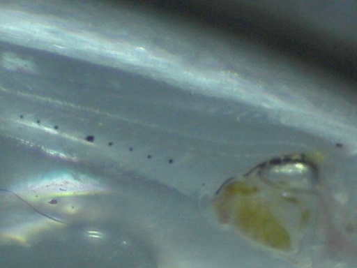 AL_361_5.jpg