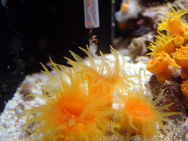 suncoral_feeding3.jpg