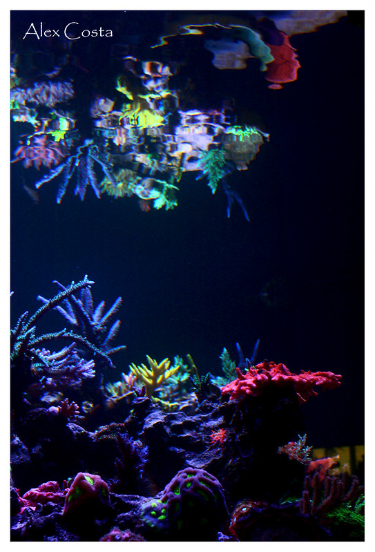 40437556114_265eecc780_c.jpg