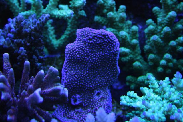 20080207_fe5b0ed0ec28f937ed4eDbp64941Si5I.jpg