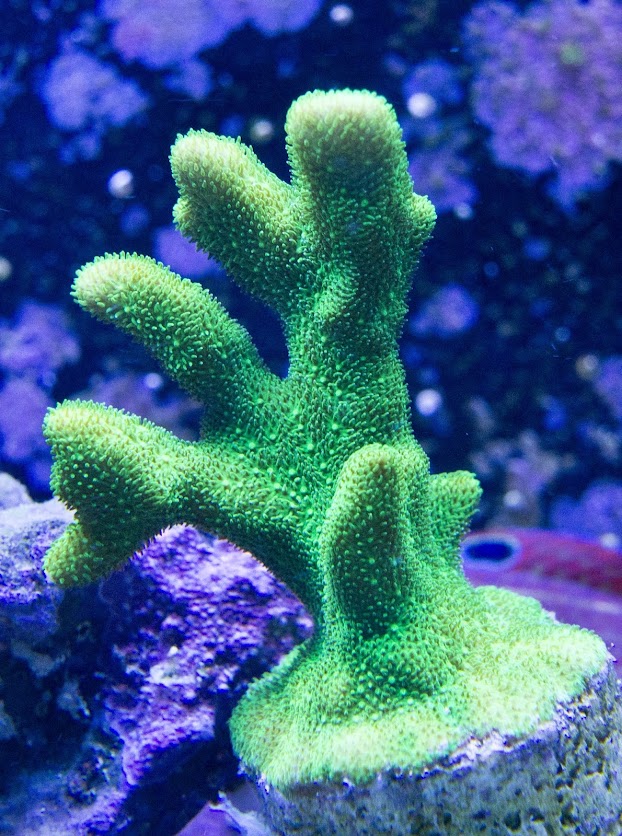 SPS2.jpg