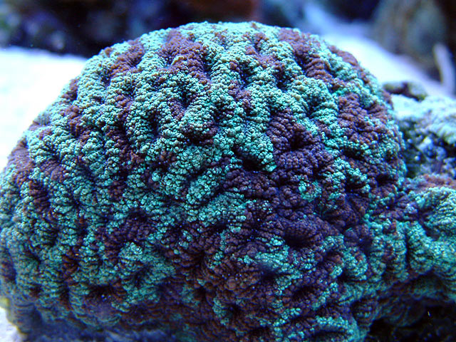 favia_0811.jpg