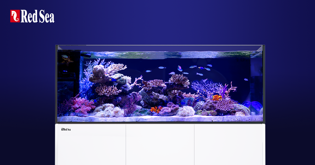 g1.redseafish.com
