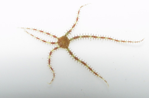 4minibrittle3-vi.jpg