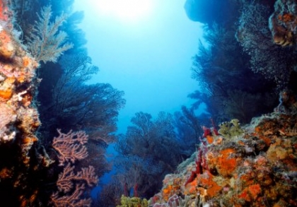 Coral%20reef-Small.jpg